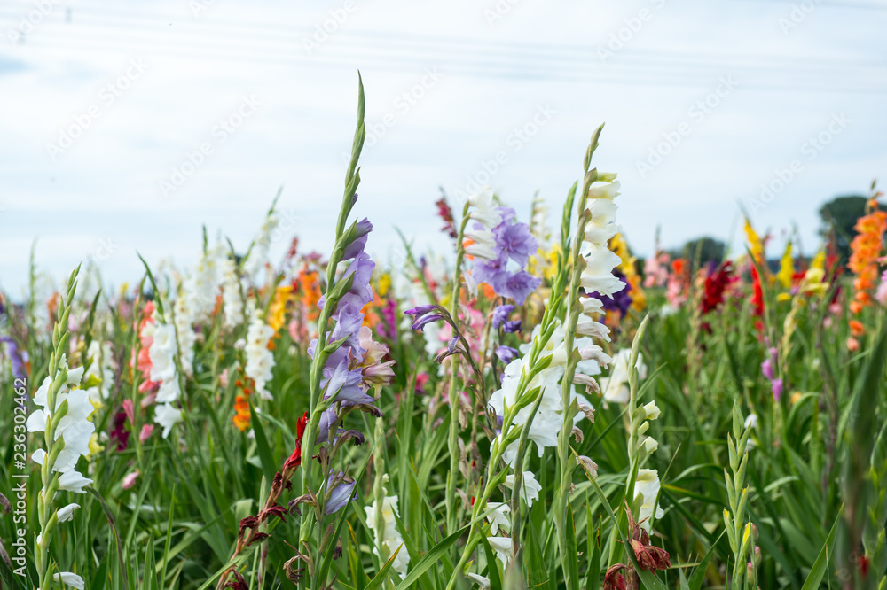Gladiolen - Bunte Blumen auf einem Blumenfeld im Sommer Gladiolen - Bunte Blumen auf einem Blumenfeld im Sommer