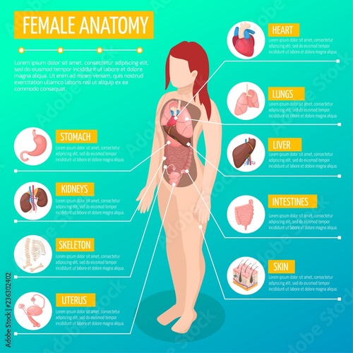 Female Anatomy Isometric Poster