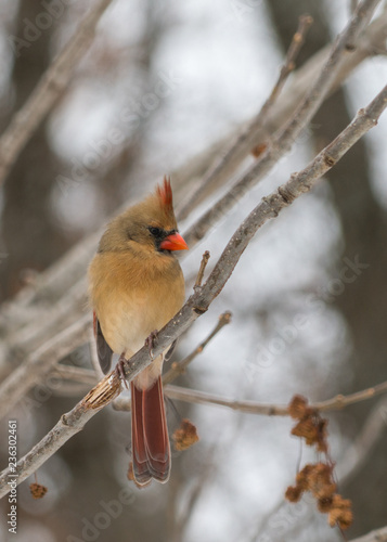 green cardinal on tree branch