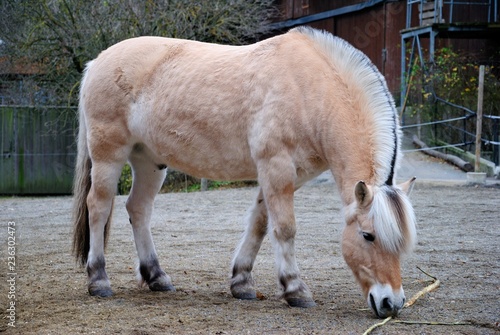 Quadro em tela The Fjord horse or Norwegian Fjord Horse in Stockholm, Sweden