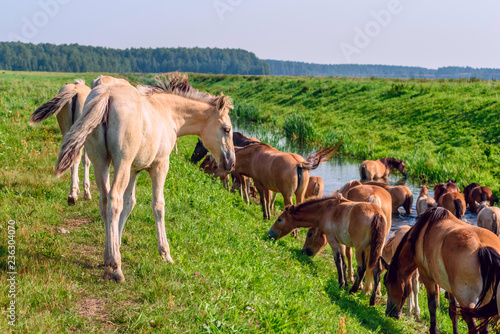 Herd of horses by the river. In the summer.