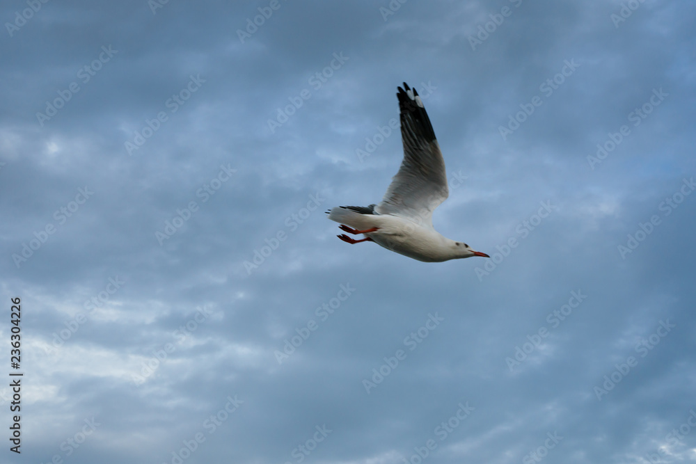 Obraz premium Single seagull flying in a sky as a background at Bangpoo.