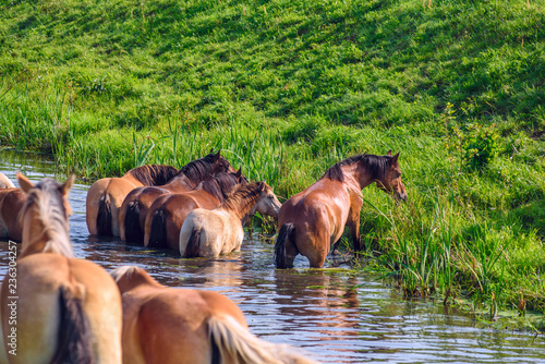 Fototapeta Naklejka Na Ścianę i Meble -  Herd of horses by the river. In the summer.