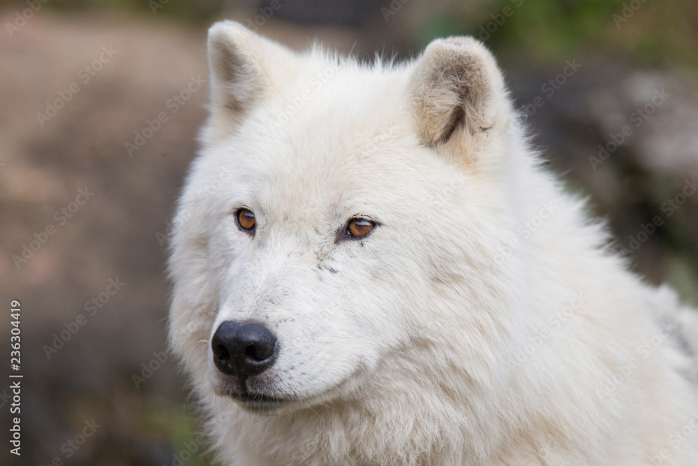 Arctic wolf portrait Arctic wolf portrait