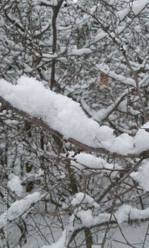 Snowed tree Snowed tree