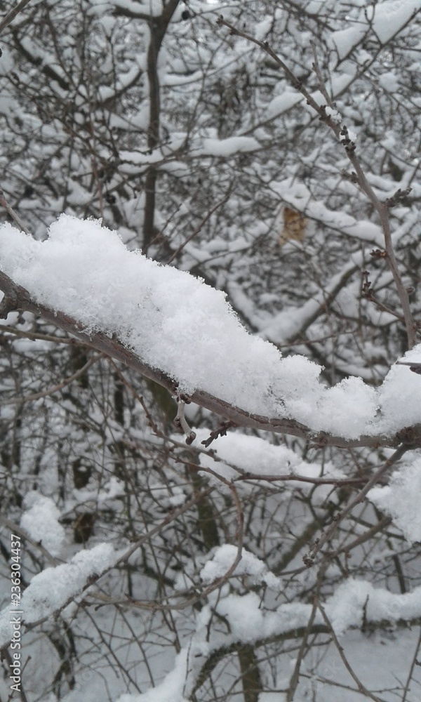 Snowed tree