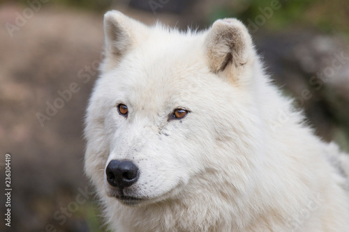 Arctic wolf portrait © Mircea Costina