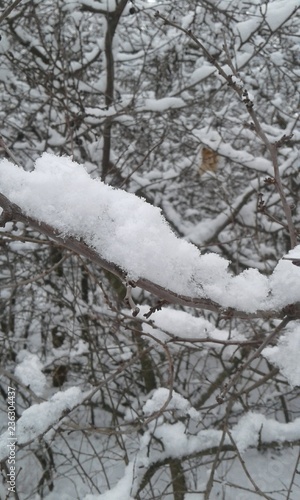 Snowed tree © Елена Колесниченко