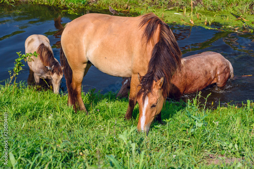 Fototapeta Naklejka Na Ścianę i Meble -  Herd of horses by the river. In the summer.