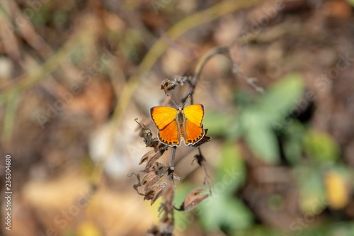 Alev Ateşi / Lycaena kefersteinii / Turkish Fiery Copper  photo