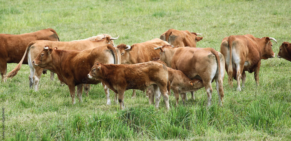 Troupeau de vaches limousines Troupeau de vaches limousines
