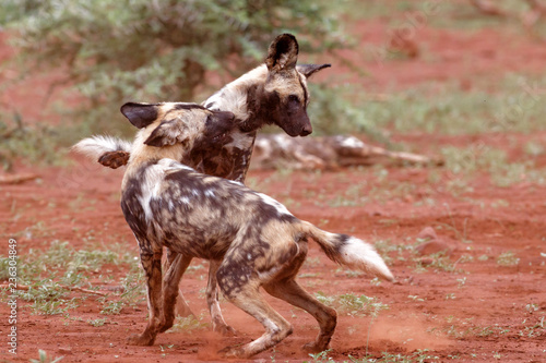 Wild Dogs playing - Zimanga Game Reserve - South Africa