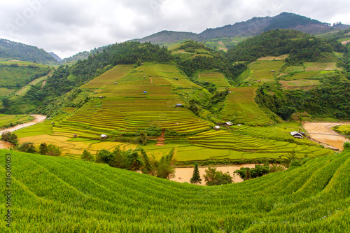 Green Rice fields on Terraced in Muchangchai  Vietnam Rice fields prepare the harvest at Northwest