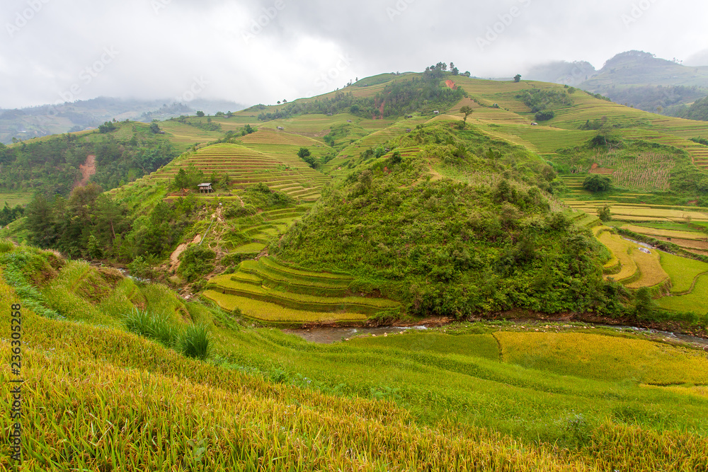 Green Rice fields on Terraced in Muchangchai, Vietnam Rice fields prepare the harvest at Northwest Green Rice fields on Terraced in Muchangchai, Vietnam Rice fields prepare the harvest at Northwest