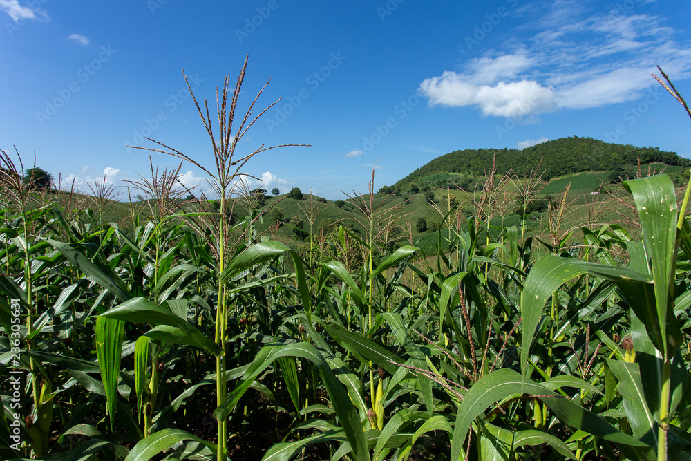 Corn farm on hill with blue sky and sunset background Corn farm on hill with blue sky and sunset background