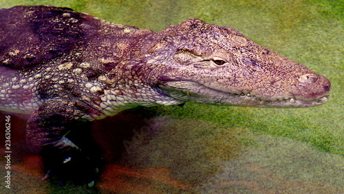 A dangerous crocodile hunting antelopes