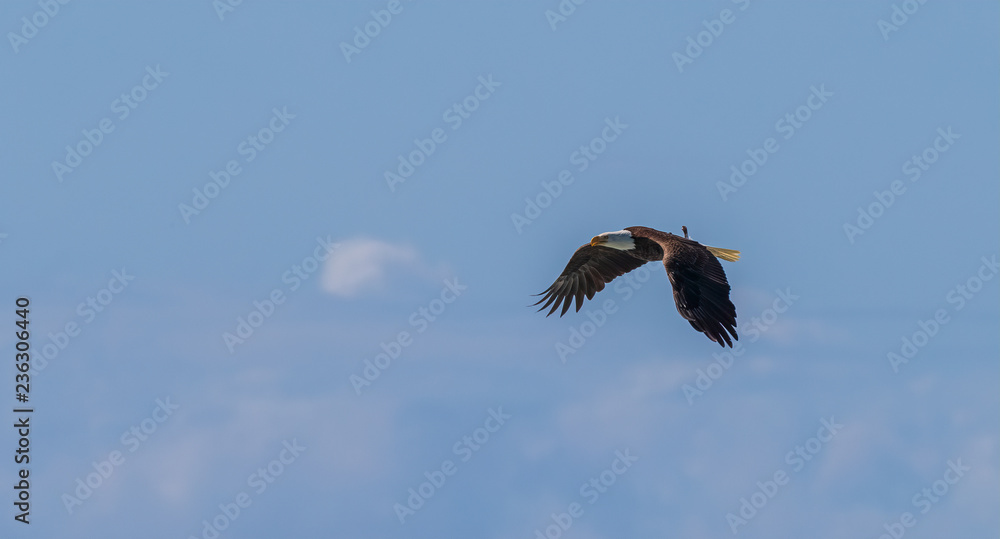 flying eagle with tail of fish flipping in the air