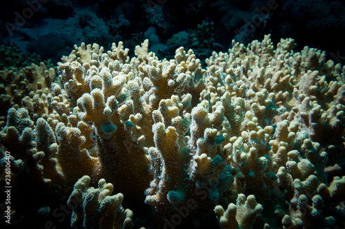 Beautifull corals at reef
