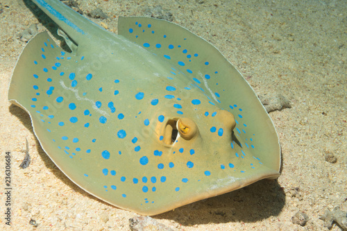 Bluespotted stingray hunting