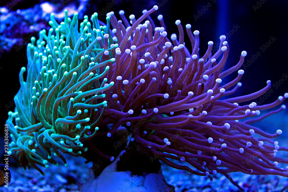 Naklejka premium Euphyllia latarka kolorowy koral LPS w akwarium Reef