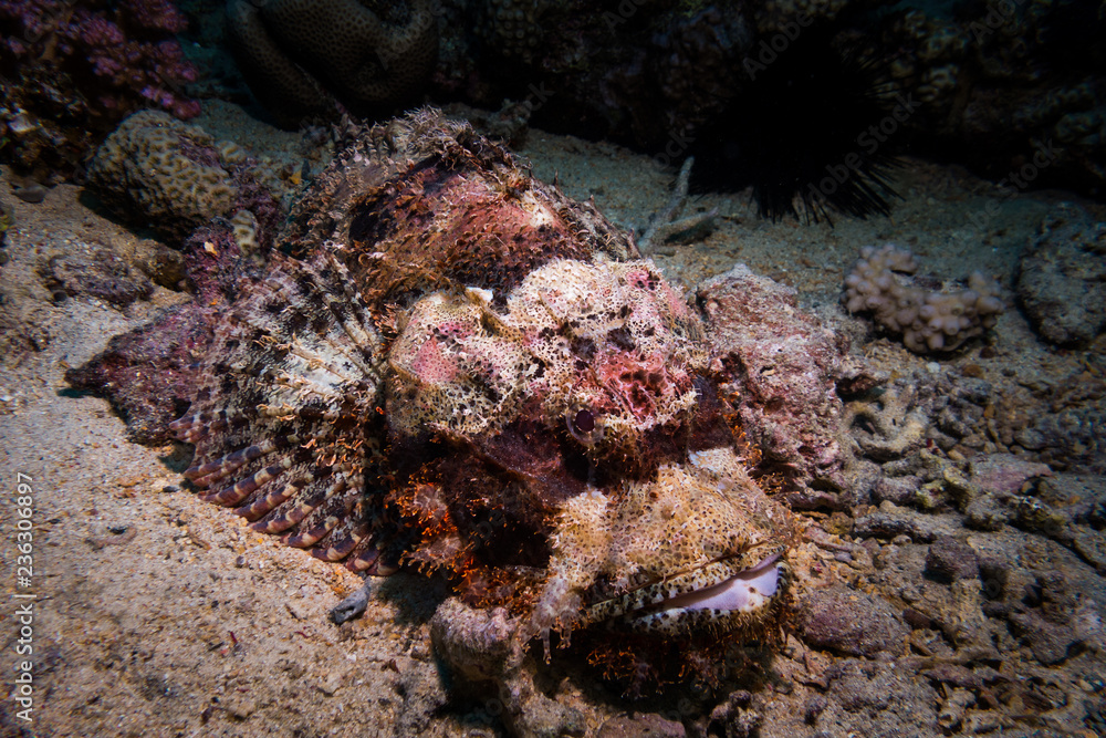 Fototapeta premium Venomous scorpion fish