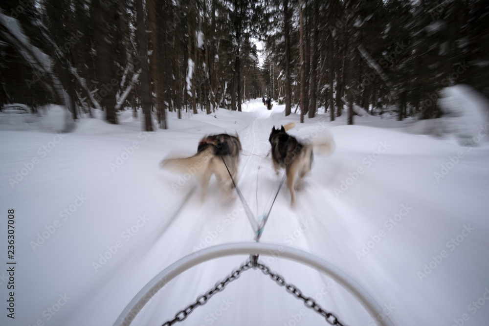 Naklejka premium Dogsledding from the Cap au Leste Resort Hotel, Saguenay-Lac-Saint-Jean, Quebec, Canada