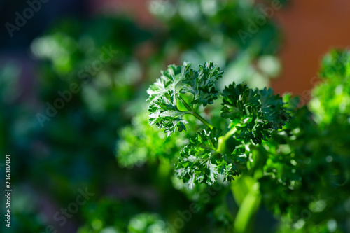 Curly parsley leaves closeup in the garden