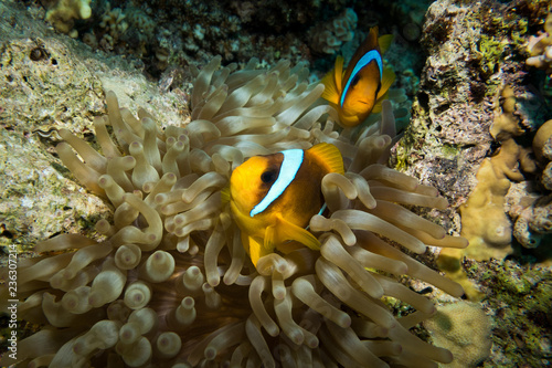 Clownfish living in their sea anemone