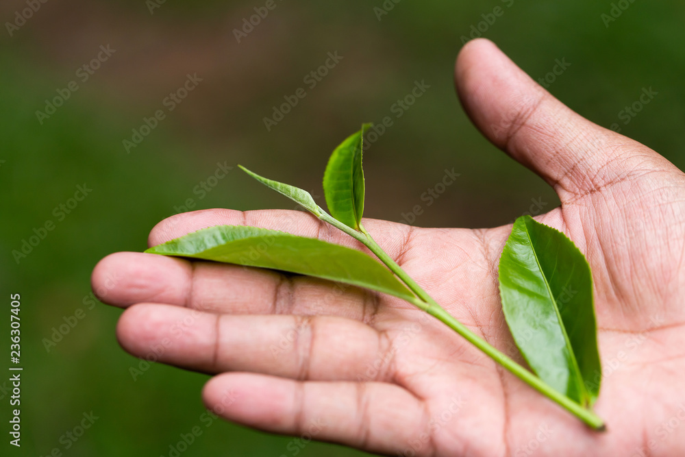 closeup fresh green tea leaves. closeup fresh green tea leaves.