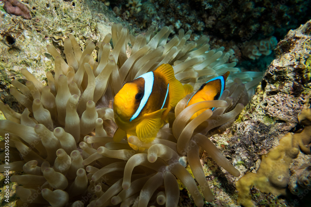 Clownfish living in their sea anemone Clownfish living in their sea anemone