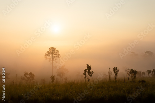 Sunrise at the mountain view Pinus mugo - It is also known as creeping pine