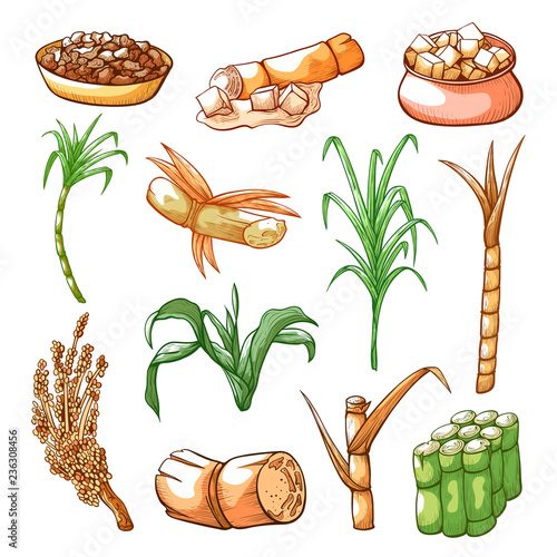 Sugar sweet cane farming and industry hand drawn set