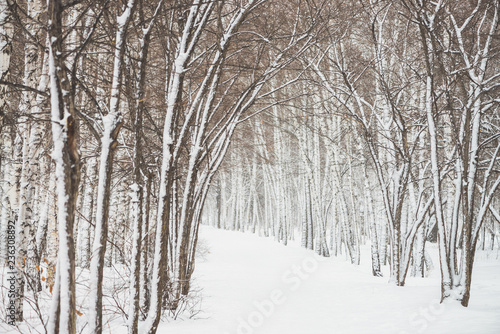 Snowy tunnel among tree branches in parkland close up. Snowy white background with alley in grove. Path among winter trees with hoarfrost during snowfall. Fall of snow. Atmospheric winter landscape.