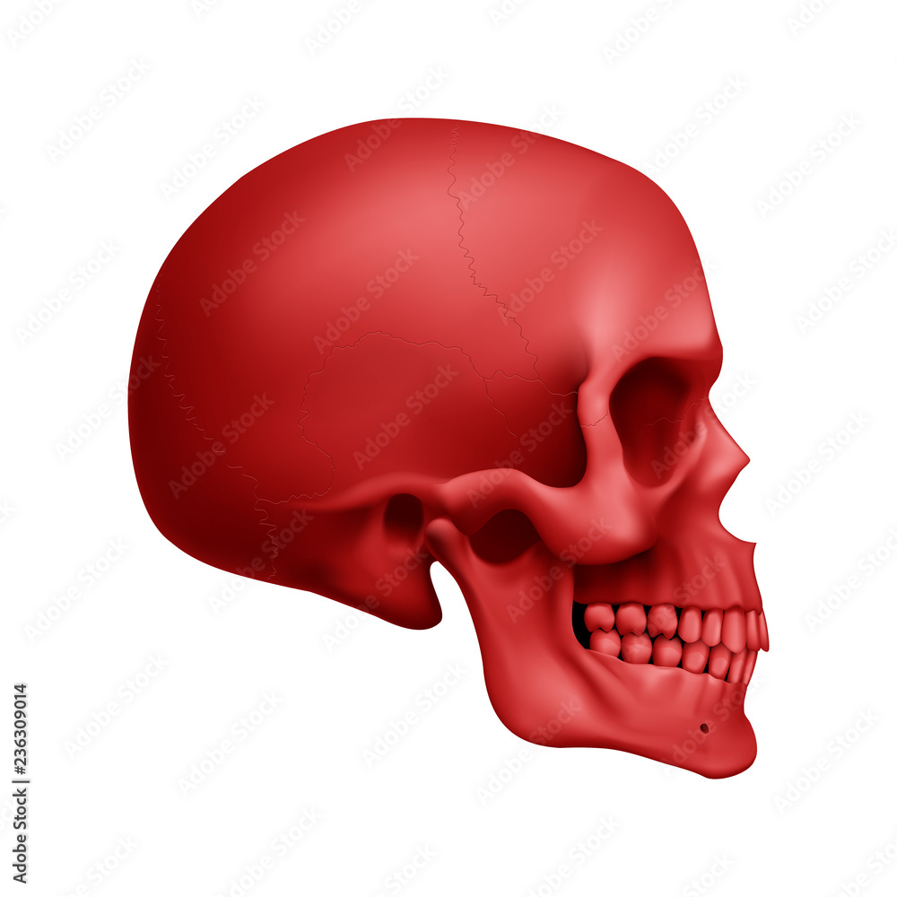 Human Skull Human Skull