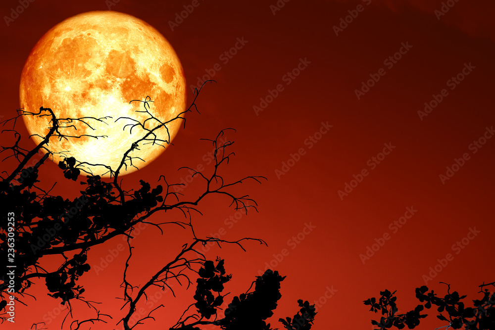 full blood moon floats in the sky above the silhouette branch dry tree