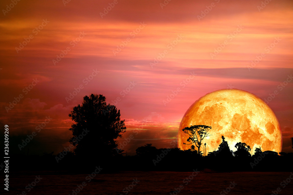 Obraz premium half blood moon back over silhouette branch tree in field on evening sky