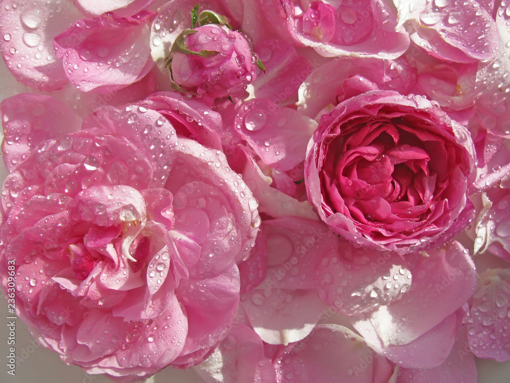 Obraz premium Róża adamaszku z kroplami wody