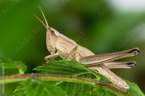Grasshopper (Chrysochraon dispar)