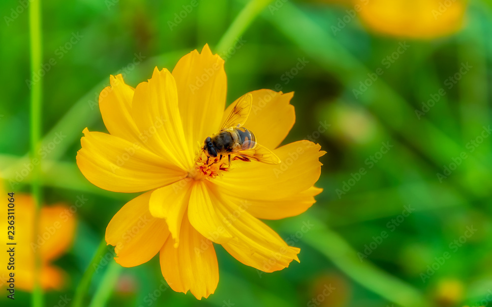 Abelha se alimentando ,Flor Cosmos Sulphureus. Abelha se alimentando ,Flor Cosmos Sulphureus.