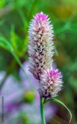 Impactante Wheat Celosia