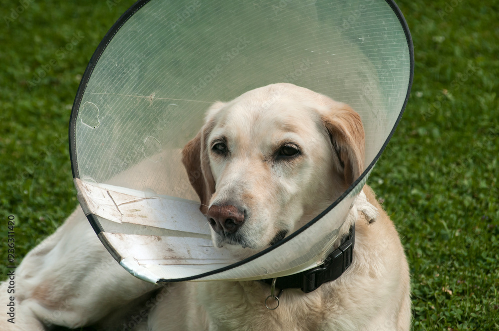 Female cream labrador dog wearing Elizabethan plastic cone medical