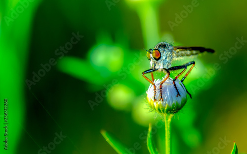 Robberfly (Mosca predadora)