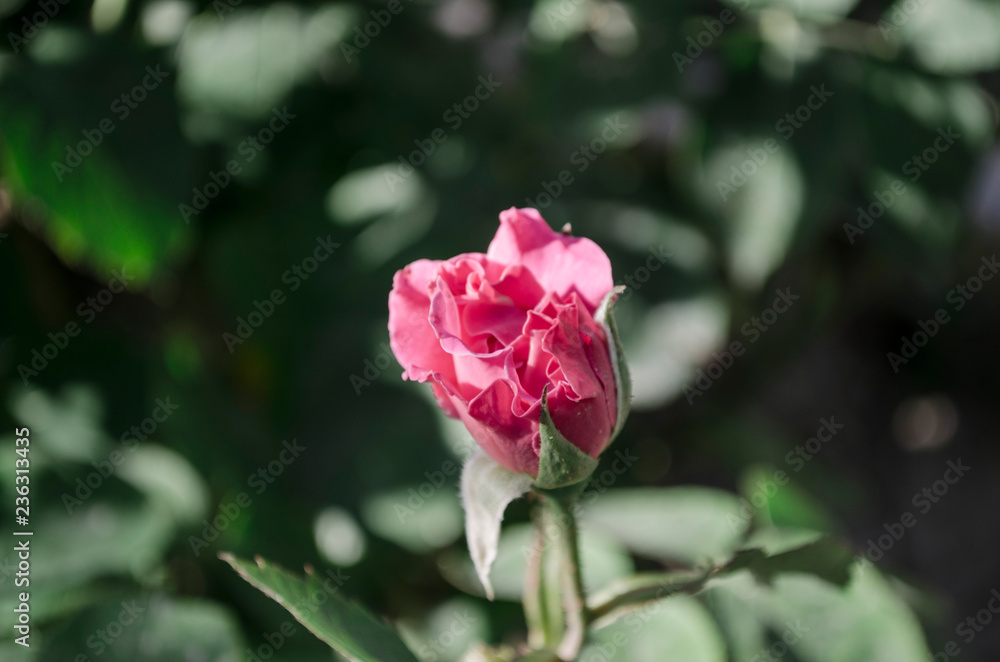 pink rose in the garden