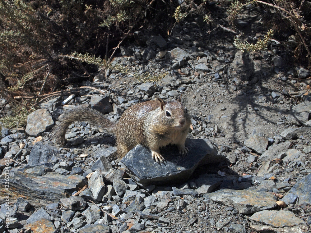 Fototapeta premium California ground squirrel (Otospermophilus beecheyi) at Big Sur Coast, California, USA