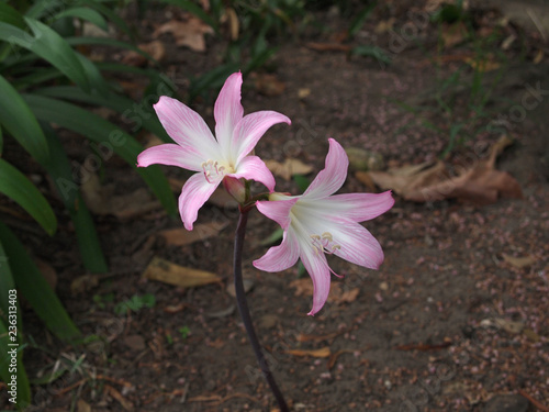 flowering Amaryllis belladonna  common names  Jersey lily  belladonna-lily  naked-lady-lily or March lily  at the cemetery of the Old Mission of Santa Barbara  California  USA