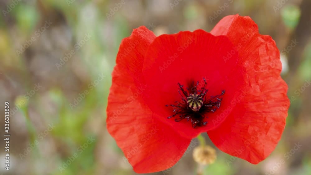 Blooming poppy flower. Natural background with blossoming plant. Turkey. Blooming poppy flower. Natural background with blossoming plant. Turkey.