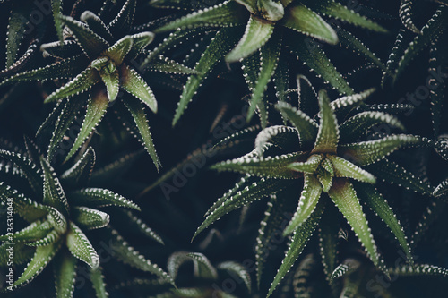 Haworthia fasciata in dark atmospheric modern tones. Amazing spiny plant in macro with copy space. Natural floral background. Rich vegetation of South Africa in vintage style. Rare species of plant.