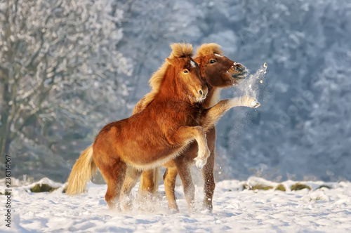 Two Icelandic horses, a foal and its mother, playing snowball fight 