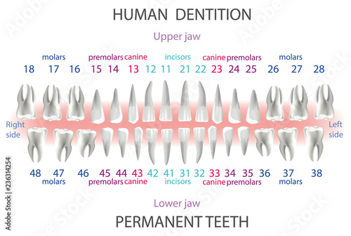 location and order of human teeth, types of dentist numbering