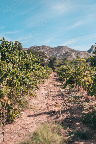 Season of grape harvest in vineyards of Provence - grape industry in France